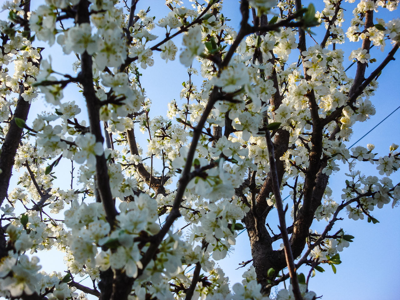 LOW ANGLE VIEW OF WHITE FLOWERING TREE