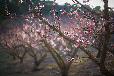Close-up of pink cherry blossoms in spring