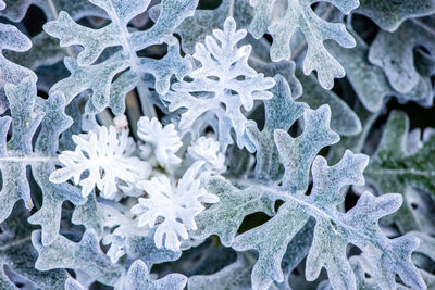 Full frame shot of leaves