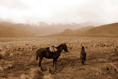 Sheep grazing on landscape