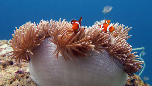 View of coral swimming in sea