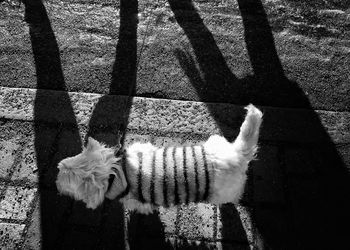 High angle view of cat with shadow on floor