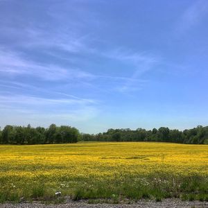 Scenic view of oilseed rape field against sky