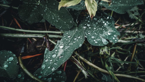 Close-up of wet plant leaves during rainy season