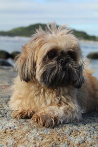 Close-up portrait of small dog