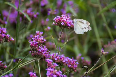 Close-up of butterfly pollinating on purple flower