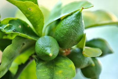 Close-up of fruit growing on plant