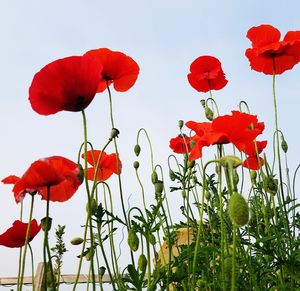 Low angle view of red poppy flowers blooming against sky