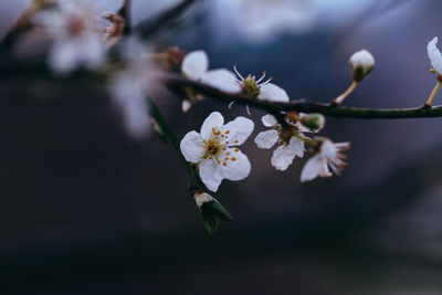 Close-up of white flowers