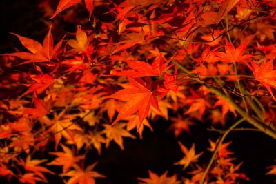 Close-up of maple leaves during autumn