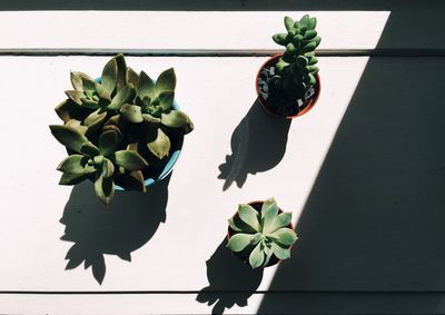 Close-up of flowers on table