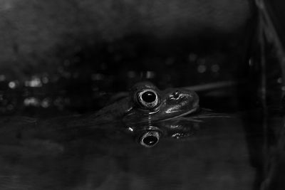 Close-up of water