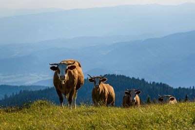 Portrait of cows walking on grassy land