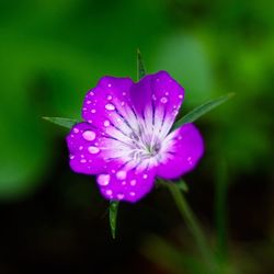 Close-up of purple flowering plant