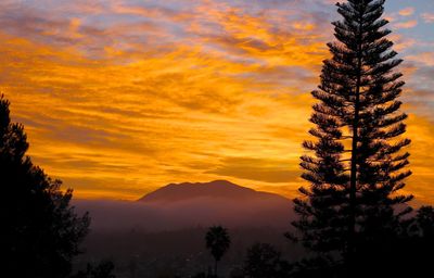 Silhouette tree by mountains against orange sky