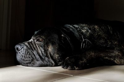 Close-up of a dog resting on floor at home