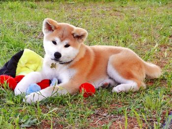 Full length of akita dog lying on grass