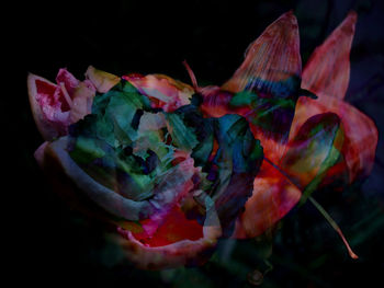 Close-up of multi colored leaves over black background