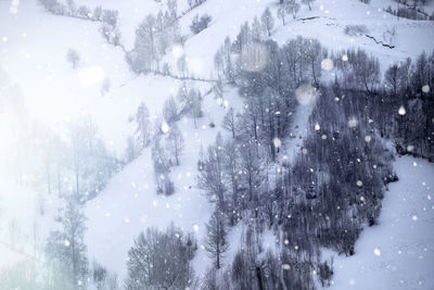 Pine trees in forest during winter