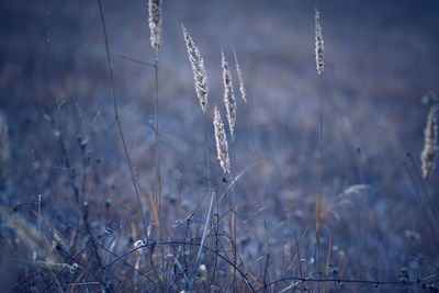 Close-up of plants on field during winter