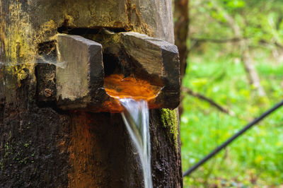 Close-up of wood on tree trunk in forest