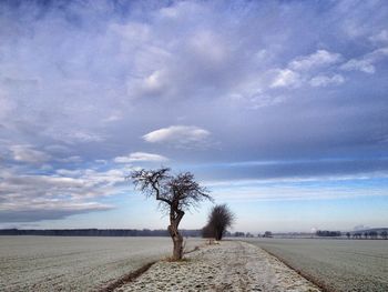 Bare trees on field against cloudy sky