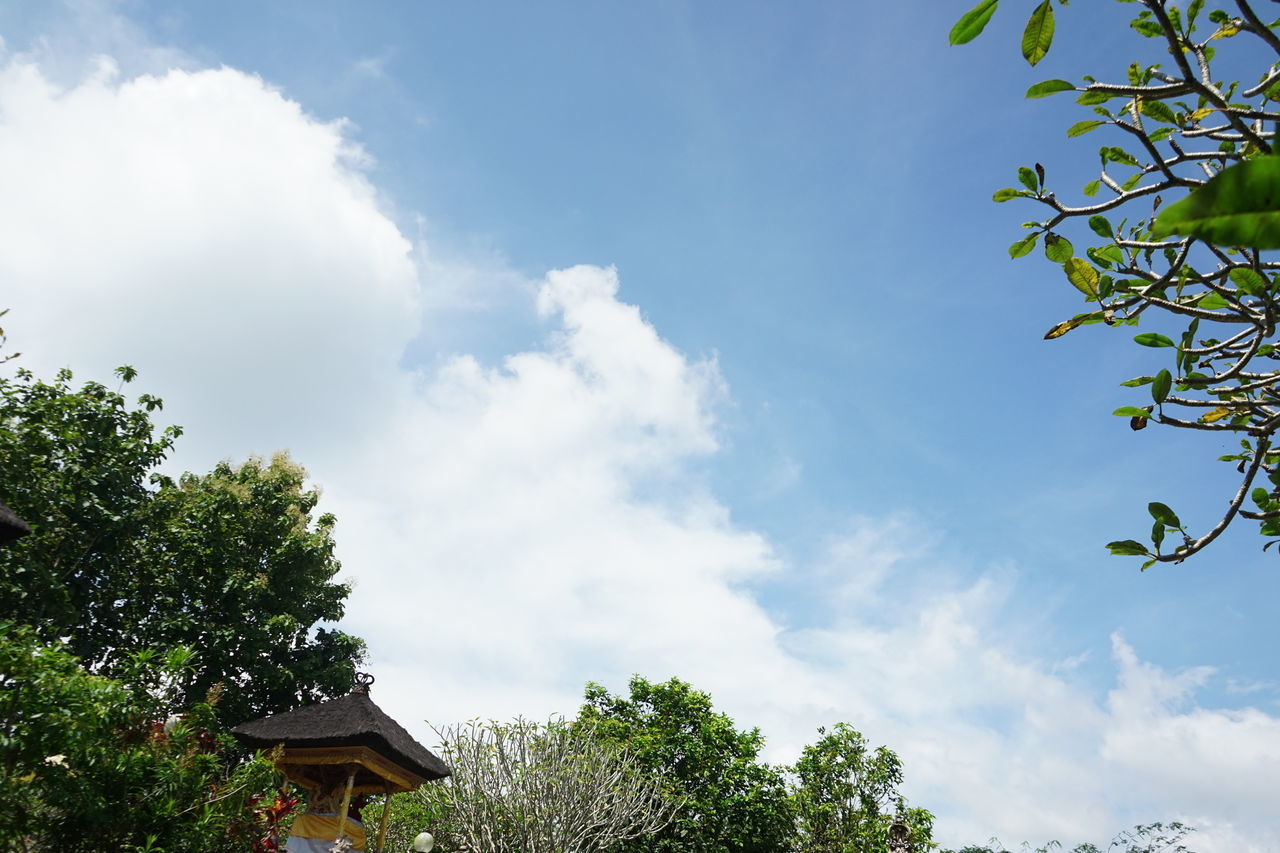 LOW ANGLE VIEW OF TREES AND HOUSE AGAINST SKY