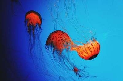 Close-up of jellyfish swimming in sea