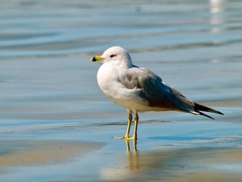 Seagull perching on a beach