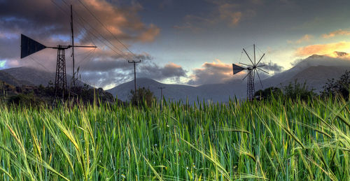 Scenic view of agricultural field against sky