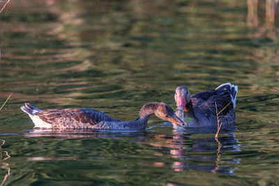 Birds swimming in lake