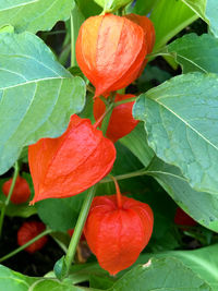 Close-up of red plant