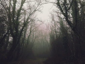 Trees in forest against sky