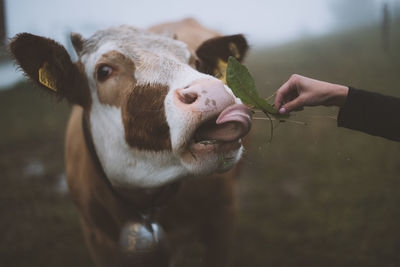 Close-up of hand eating cow