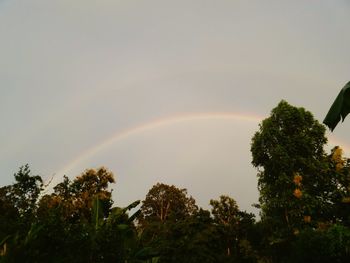 Low angle view of trees against rainbow in sky