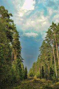 Low angle view of trees in forest against sky