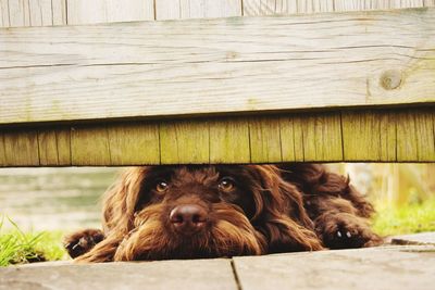 Close-up portrait of dog lying on wood