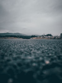 View of thick growing and spreading green plants growing on asphalt roadside near rocky hills 