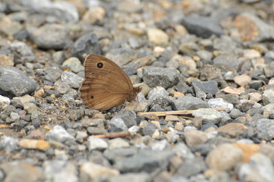 Close-up of butterfly on rock