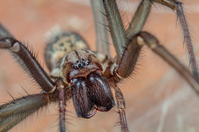 Close-up of spider