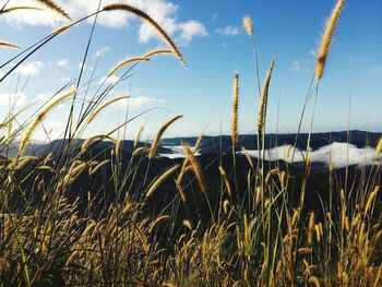 Close-up of wheat growing on field against sky