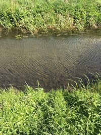 High angle view of plants in calm lake