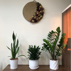 Potted plants on table at home