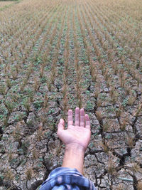 Cropped hand of person at farm