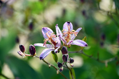 plant