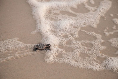 Hatchling baby loggerhead sea turtles caretta caretta climb make their way to the ocean