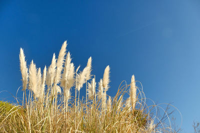 Close-up of stalks against blue sky