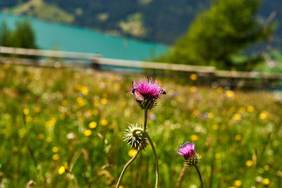 Close-up of pink flowering plant on field