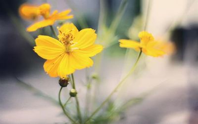 Close-up of yellow flower