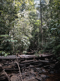 Trees in forest